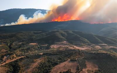 LIVE-UPDATE: Waldbrände in Griechenland